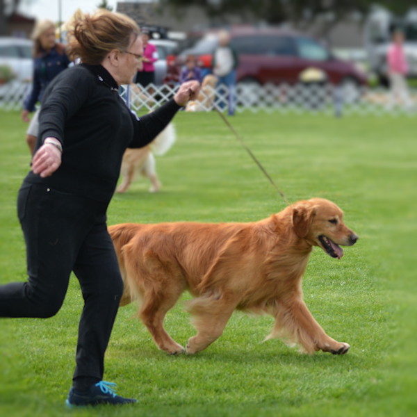 are golden retrievers obedient