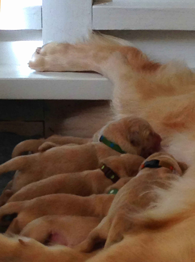 Puppies Royal River Retrievers Golden Retriever Puppies In Maine And New England