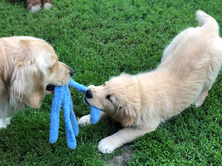 The Boys Royal River Retrievers Golden Retriever Puppies In Maine And New England